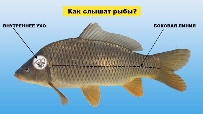 🔇 Правда ли шум пугает рыбу?